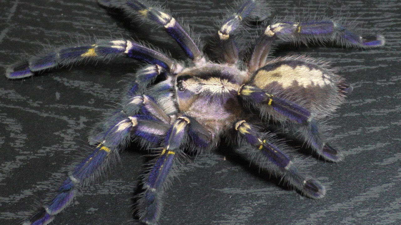 Sub-Adult Poecilotheria metallica