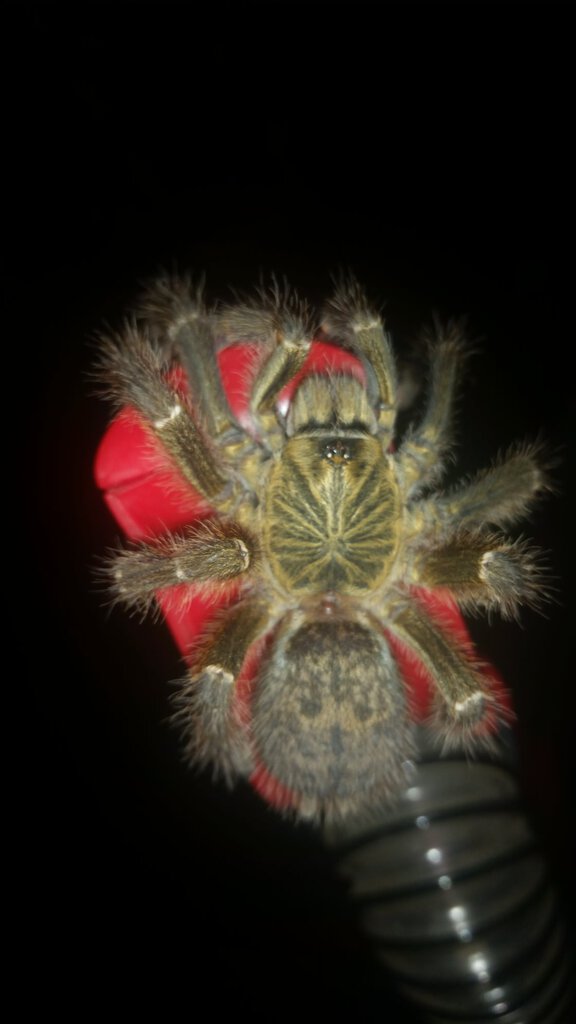 Sub-Adult 'Tete' P. murinus