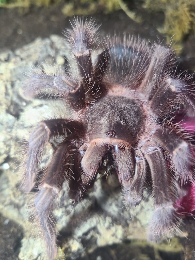 Subadult male L. Parahybana with dubia roach