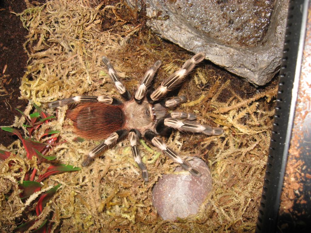 Subadult N. Chromatus