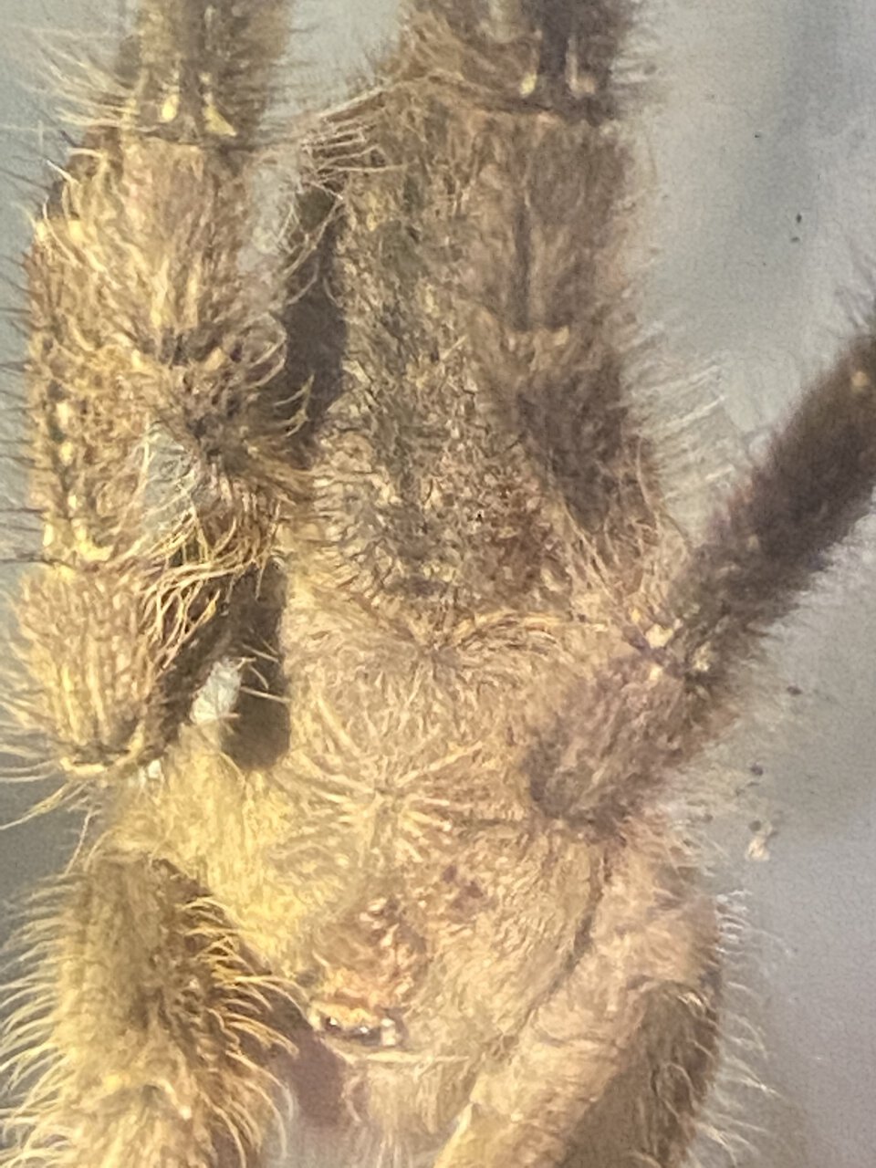 Subfusca?