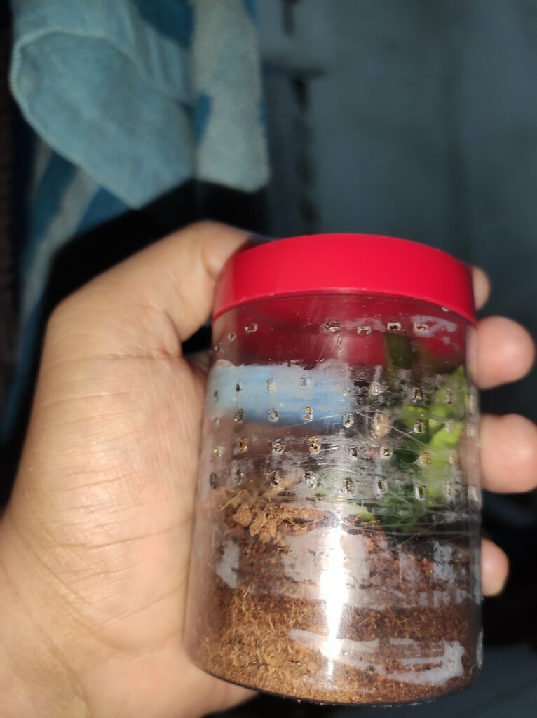 Suggestion for my P. Miranda