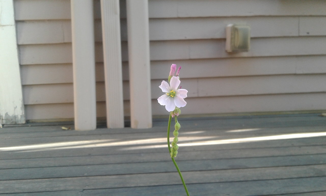 Sundew Flower