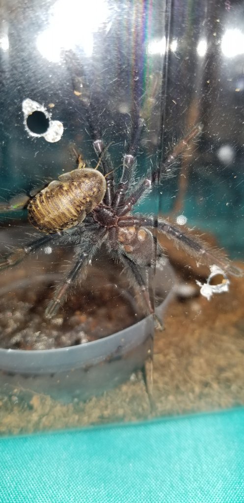 Suntiger, P. irminia sex?