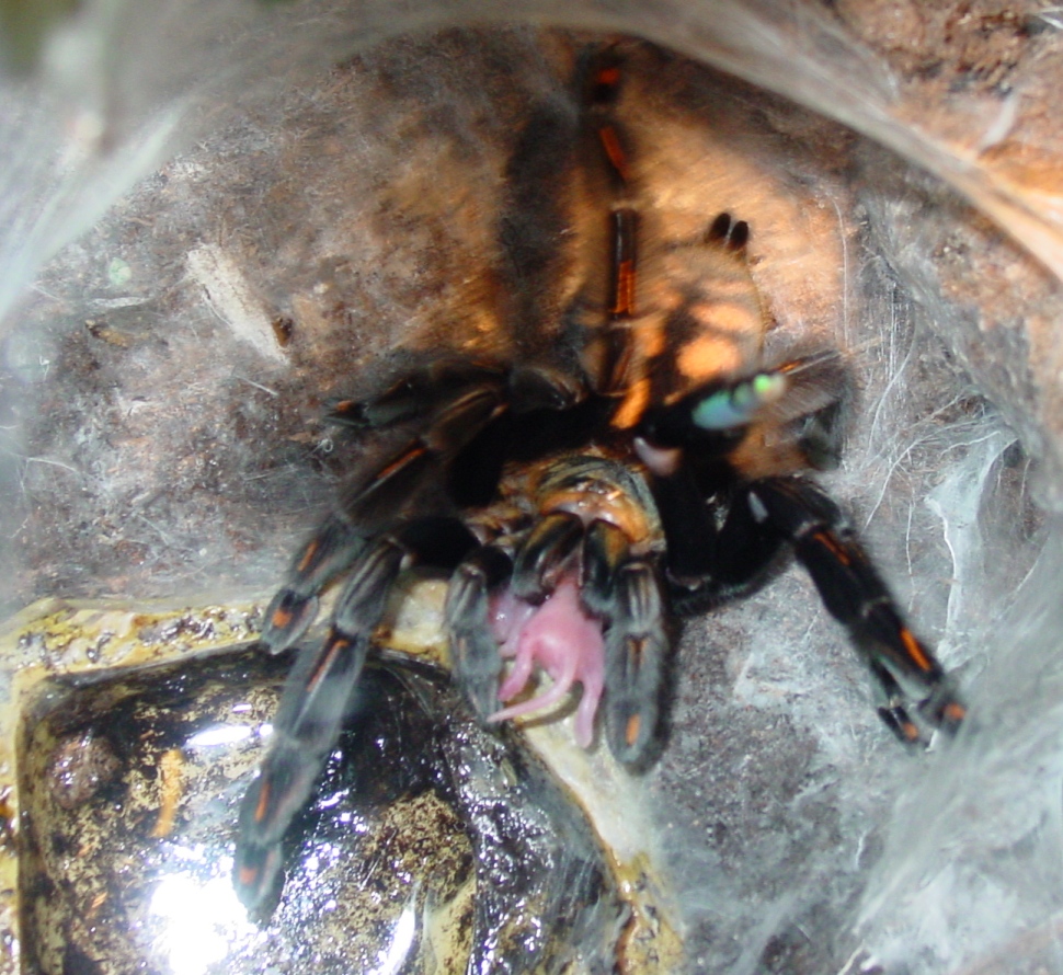 suntiger tarantula