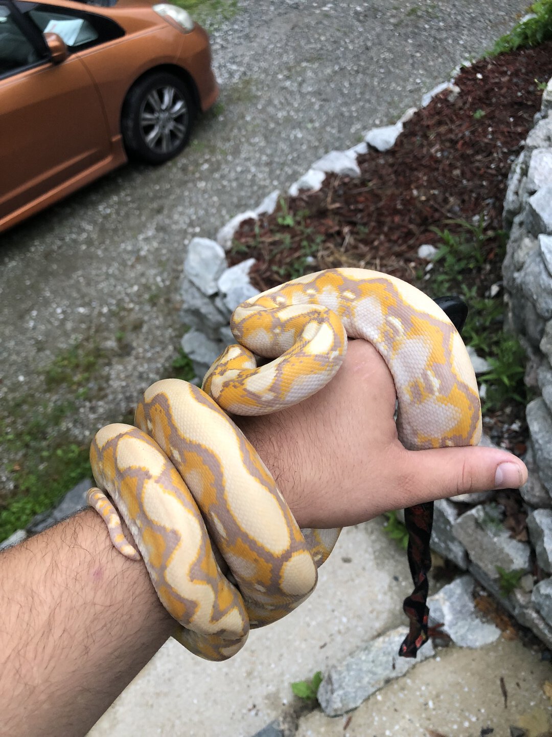 Super dwarf purple albino reticulated python