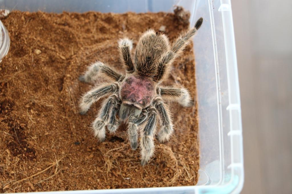 Super Pink G. Rosea