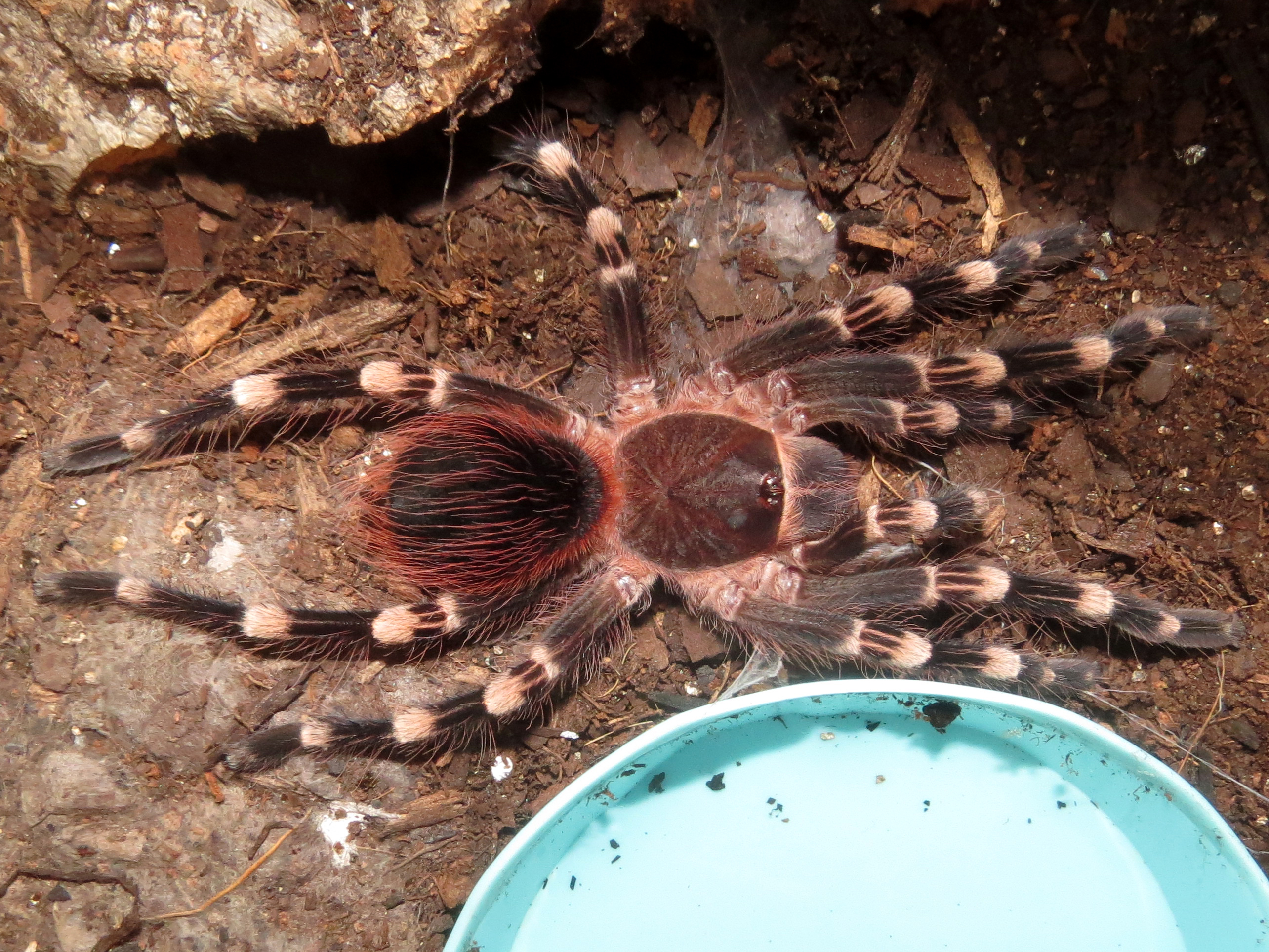 Supergenic (♂ Acanthoscurria geniculata 4″)