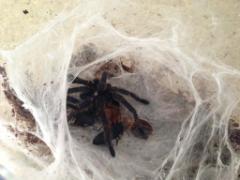 superworm beetles eating a freshly molted GBB