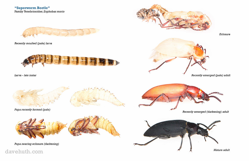 Superworm life cycle