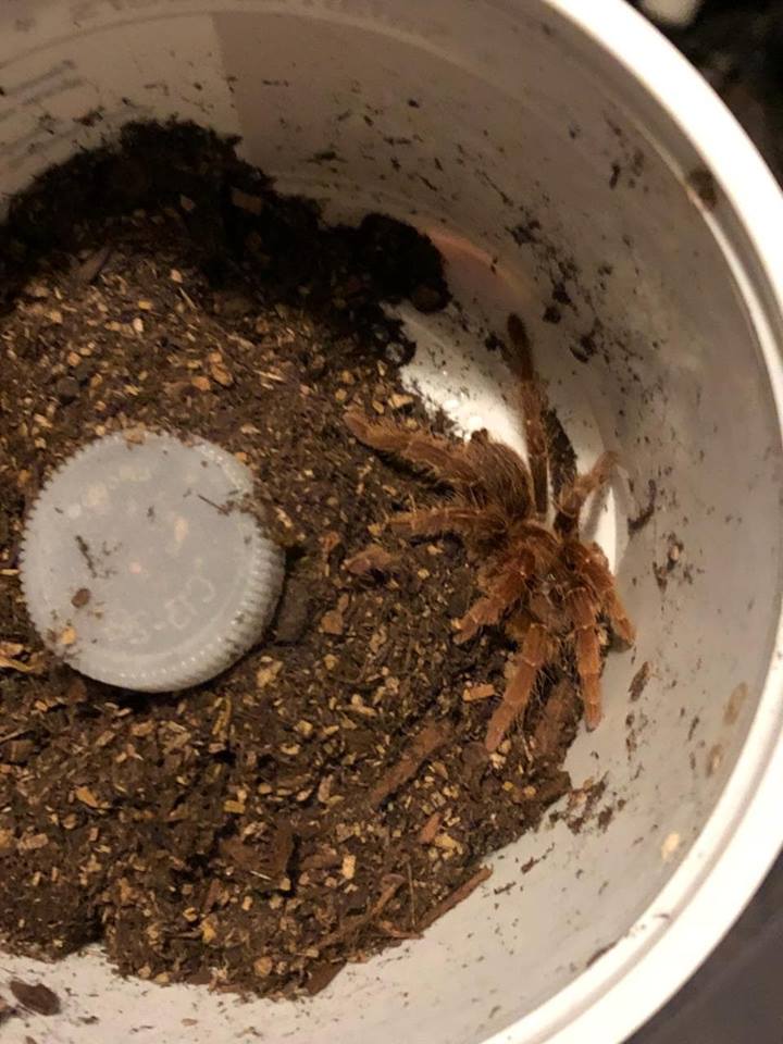 Supposedly an OBT