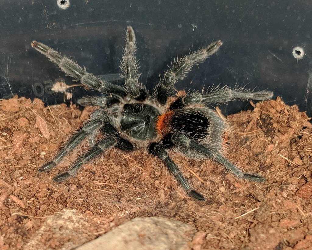 Suspect Female Euathlus sp fire