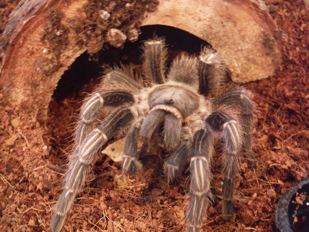 Suspect Male A. seemanni