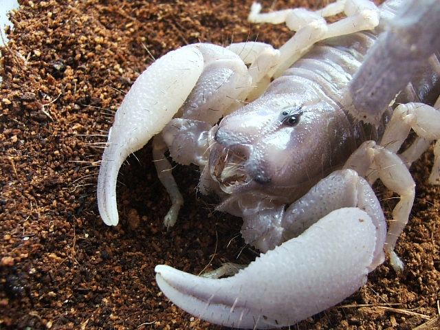 swammers molted face