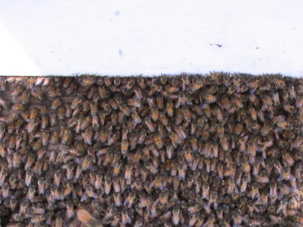 Swarm Collection