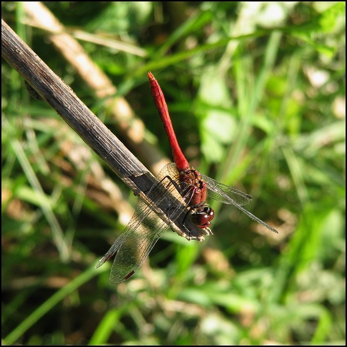 sympetrum sanguineum dragonfly