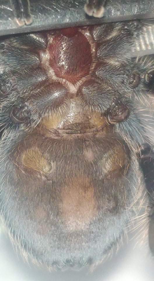 T.albopilosim 7cm