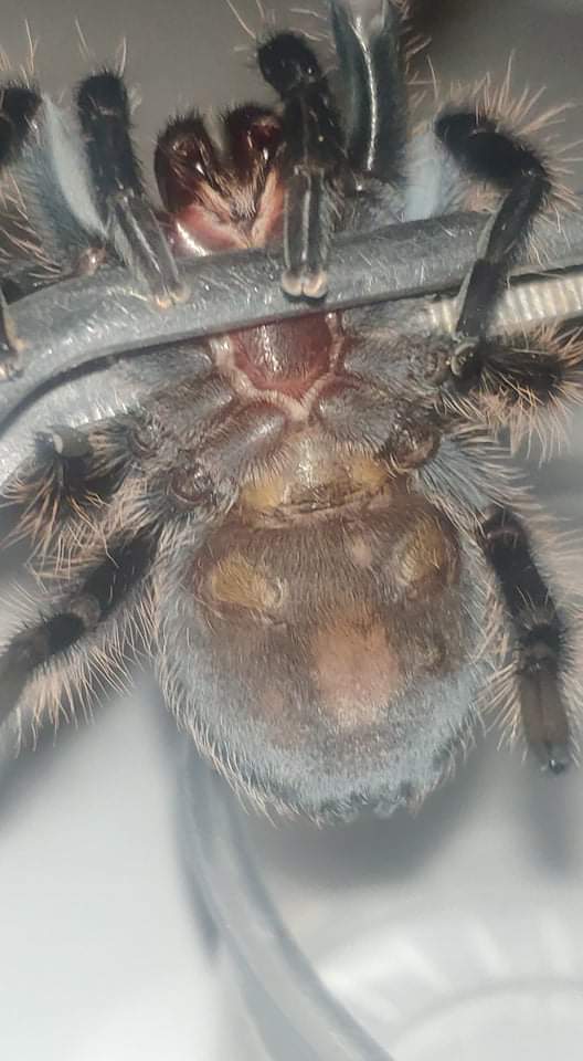 T.albopilosim 7cm