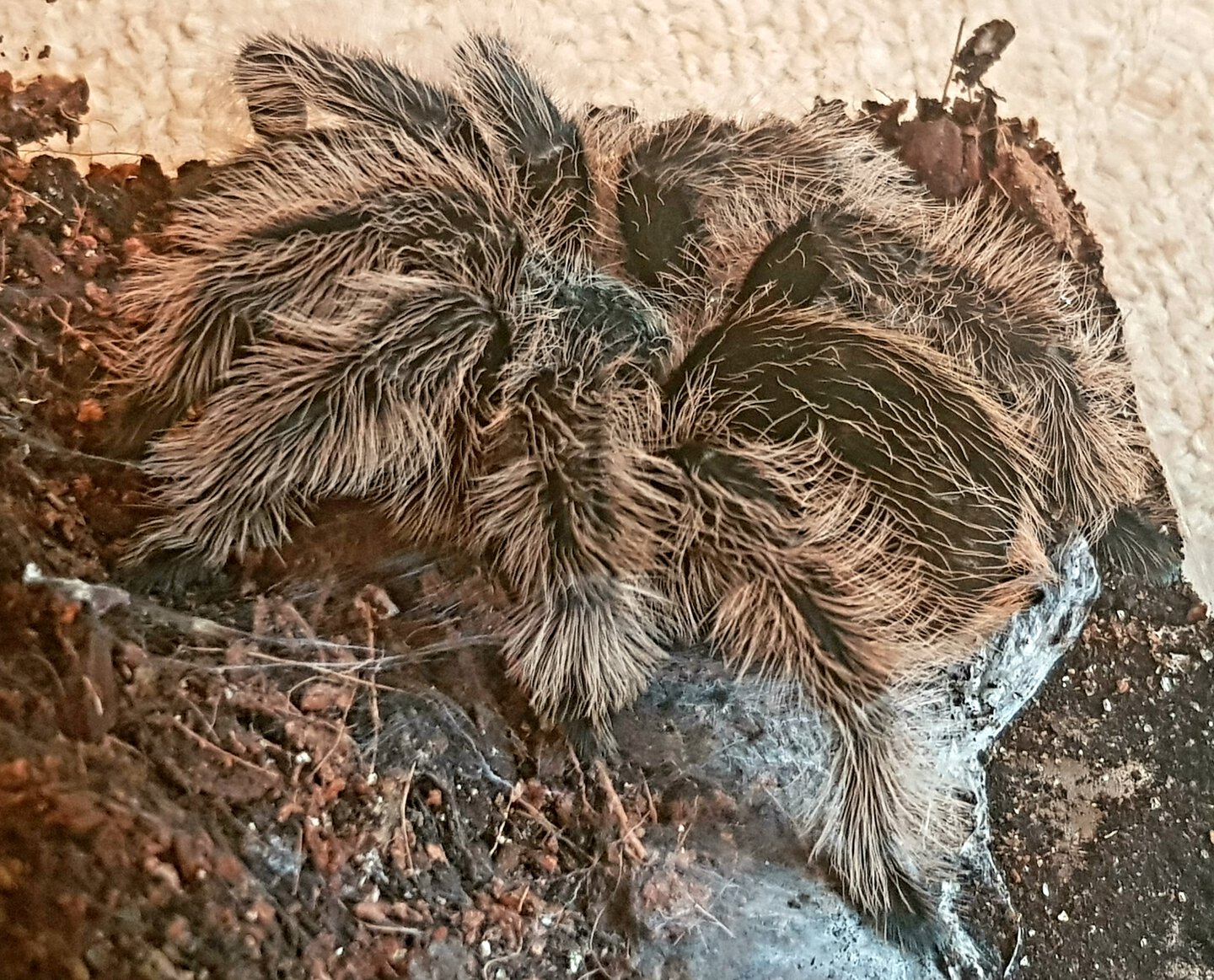 T albopilosum 0.1.0 (MF)