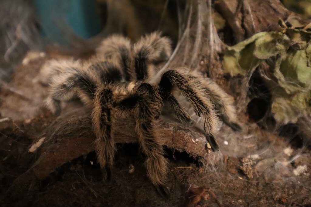 T. Albopilosum 1