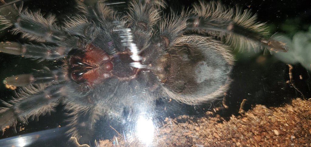 T. Albopilosum [2/2]