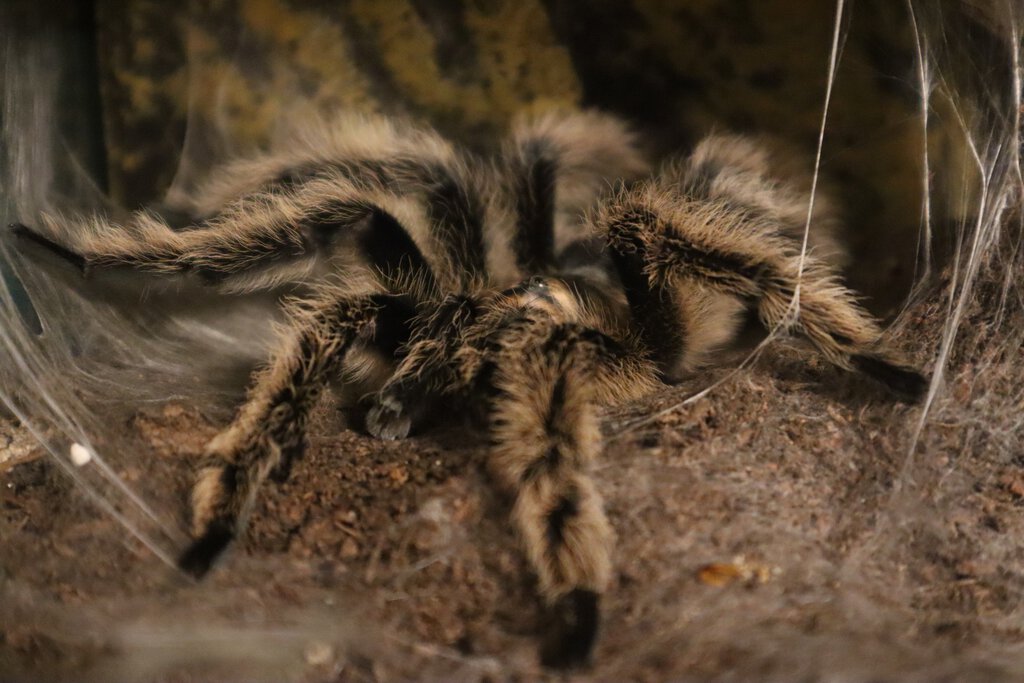 T. Albopilosum 2