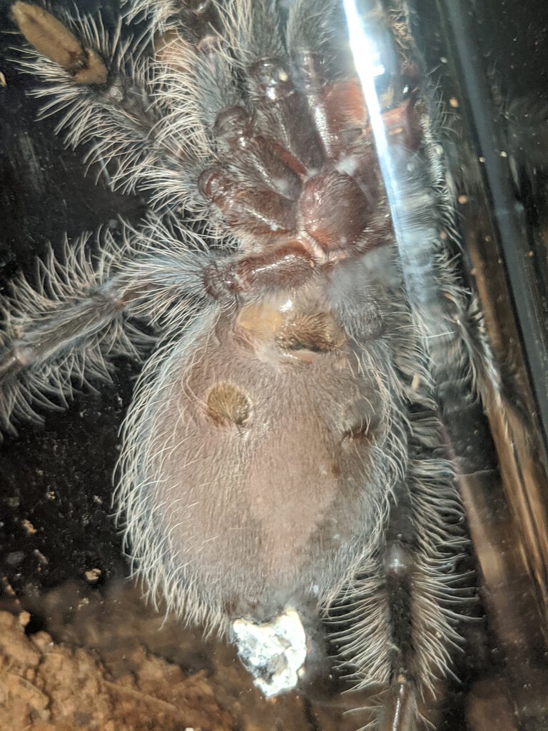 T. albopilosum 3.5 inches suspect male