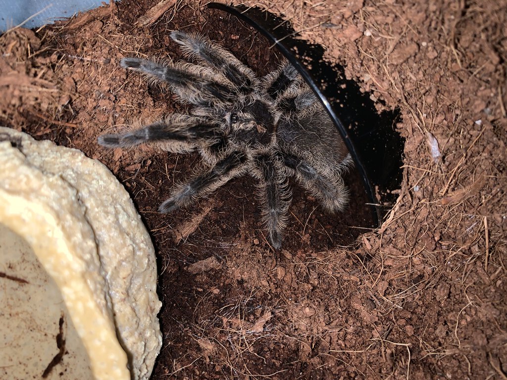 T. Albopilosum. Honduran?