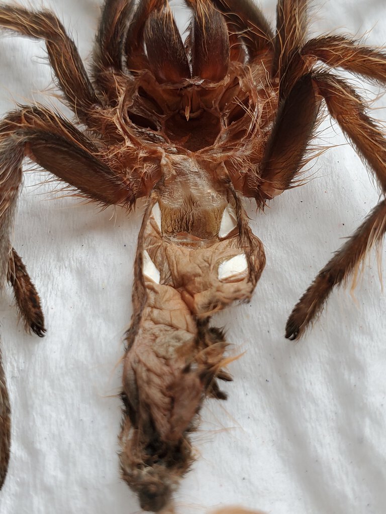 T. albopilosum molt
