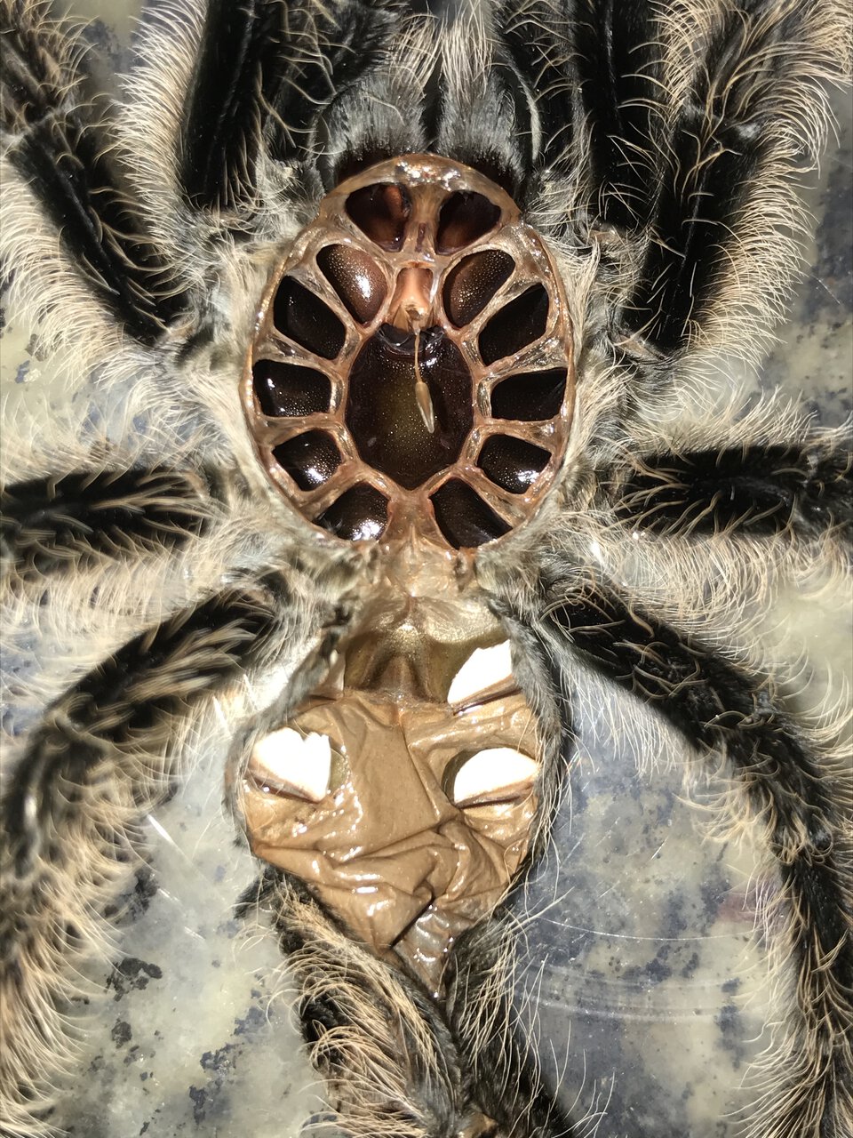 T. albopilosus — male?