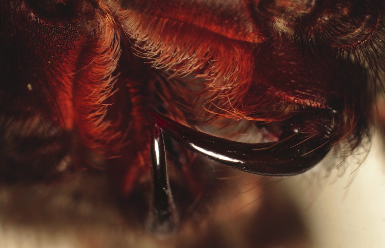 T.albopilosus - fangs