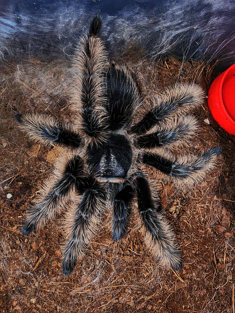 T albopilosus freshly molted