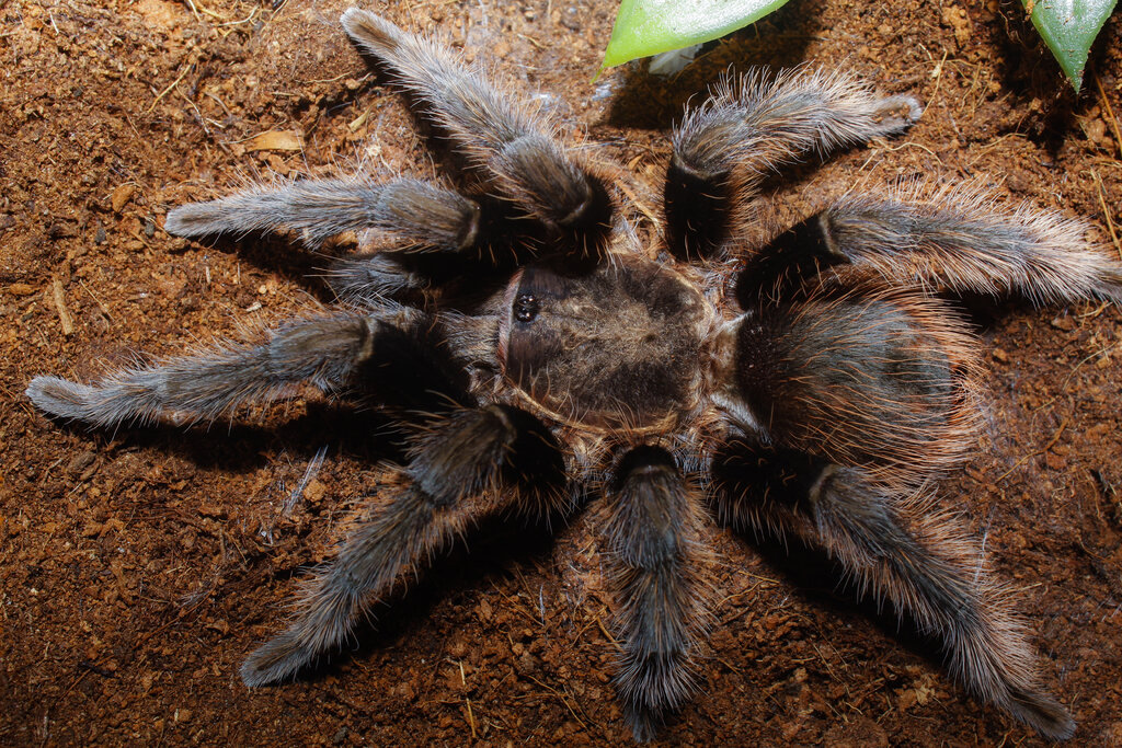 T. Albopilosus (Honduras) - Mature Male