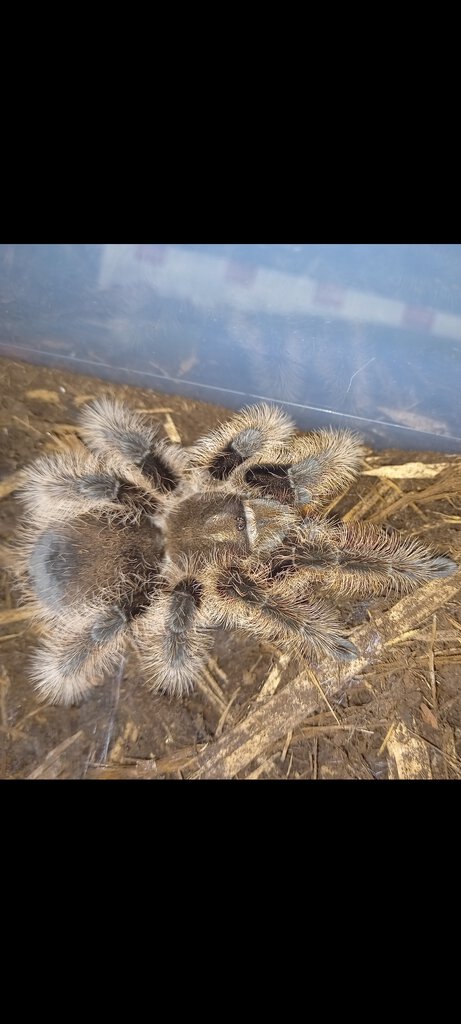 T.Albopilosus is this a Honduran or Nicaraguan?