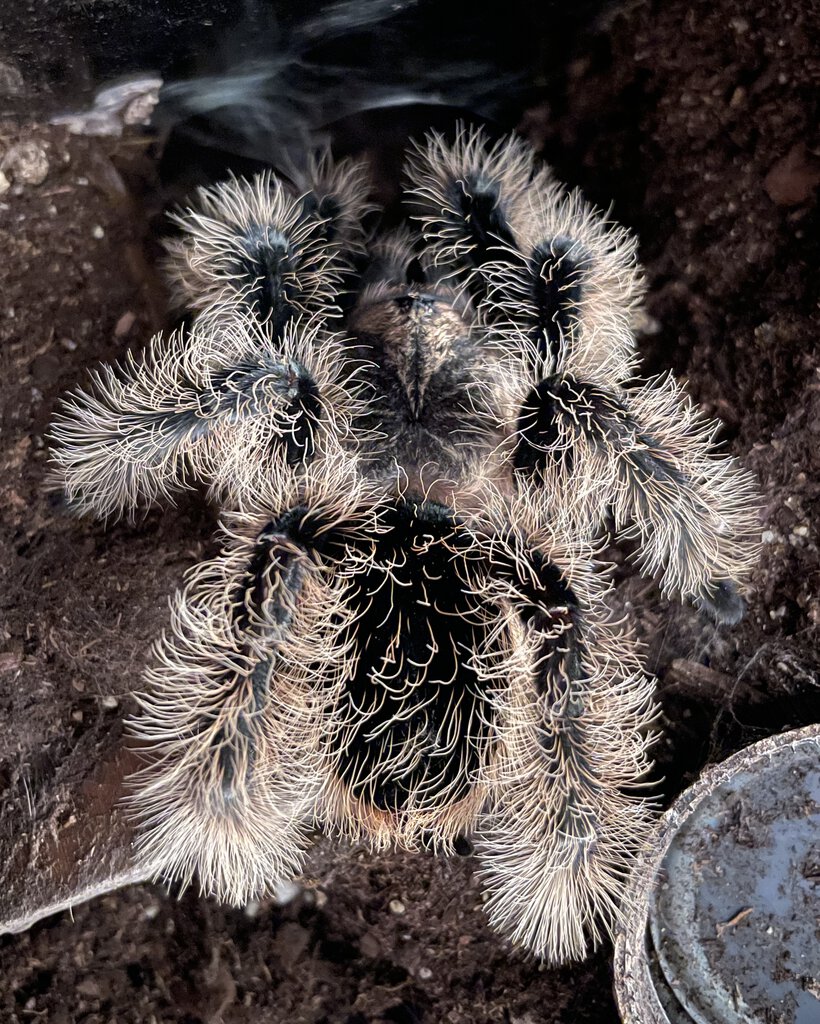 T. albopilosus juvenile male