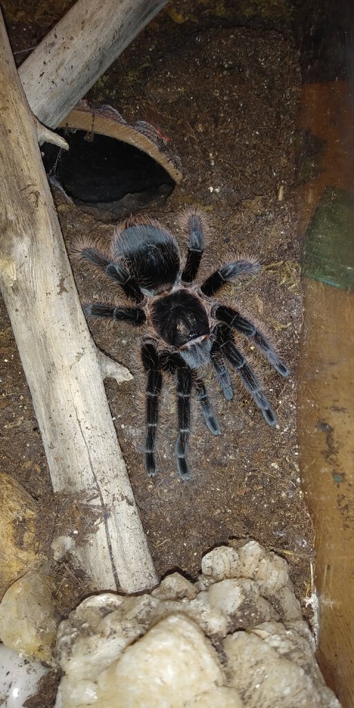 T. Albopilosus "Nicaragua"?