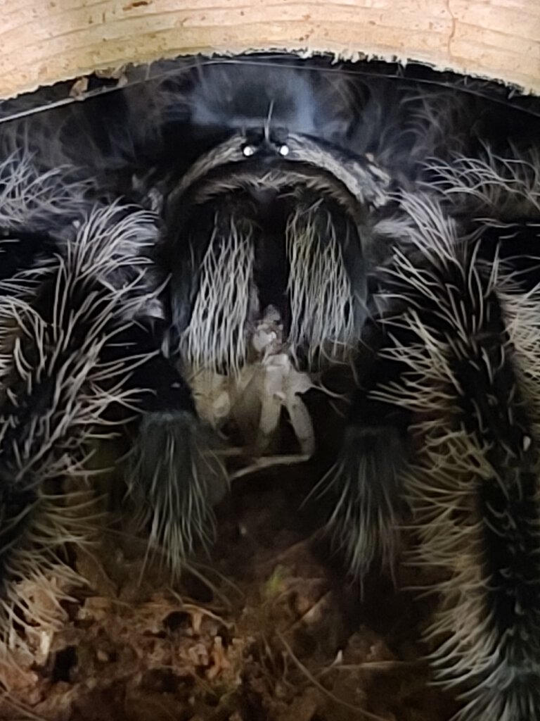 t. albopilosus w/ cricket (c. 2020)