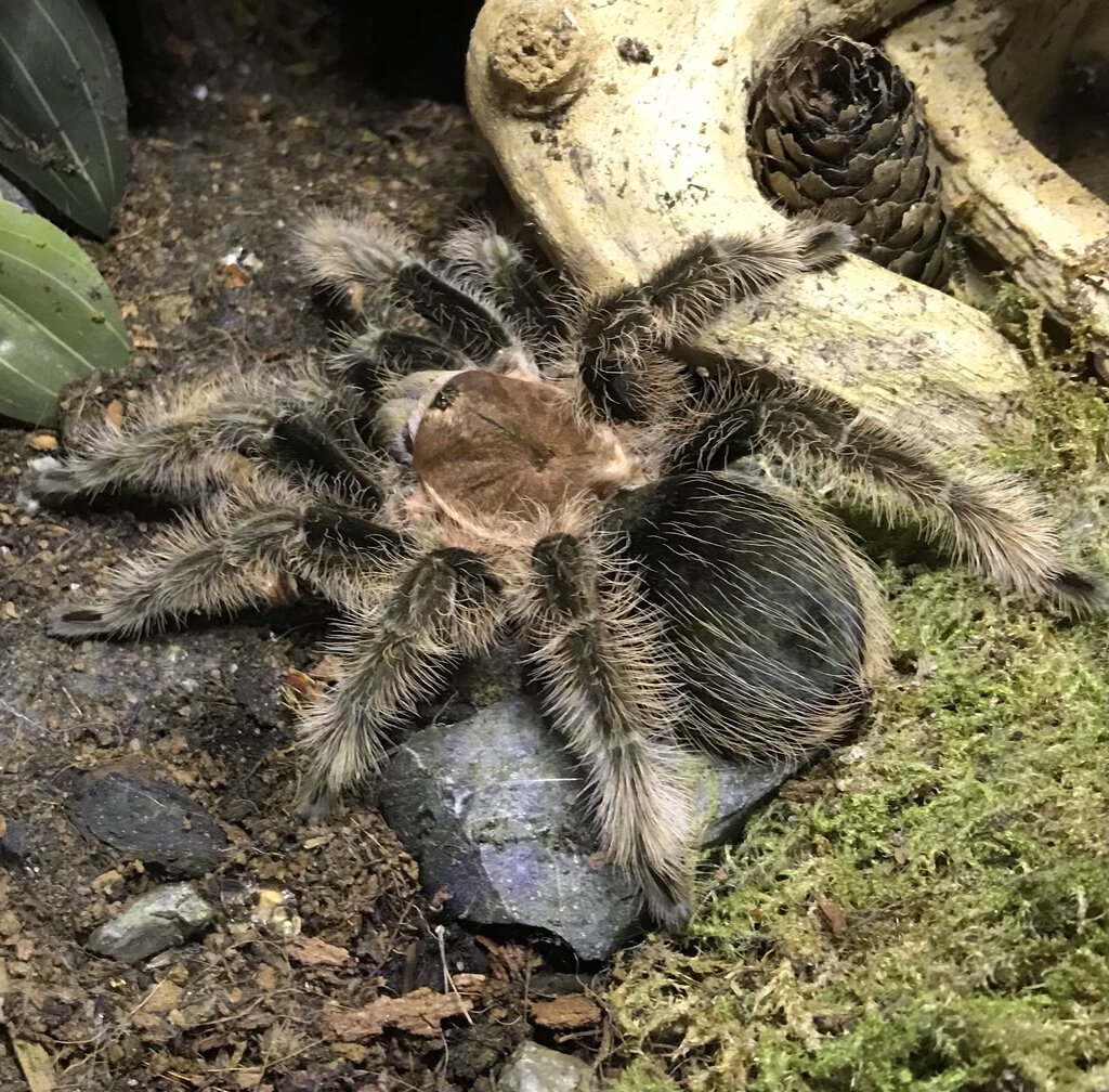 T. Albopilosus ???