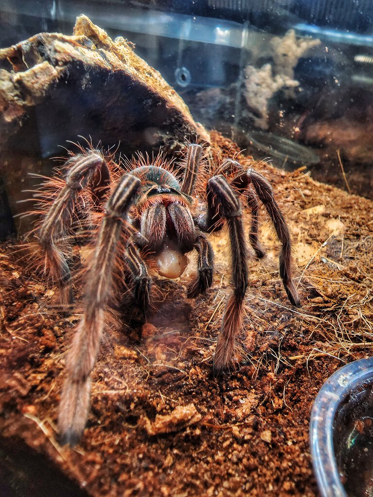 T apophysis juvenile female