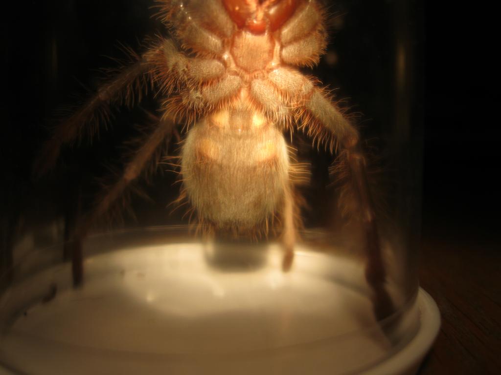 T. Apophysis Male Or Female?