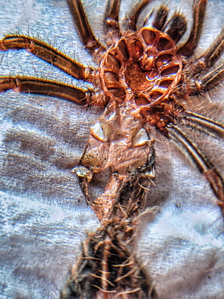 T apophysis Molt pic 1