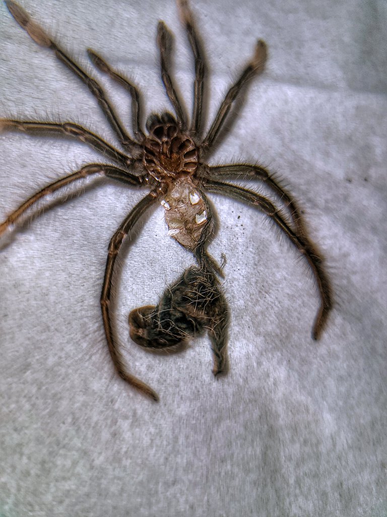 T apophysis Molt pic 4