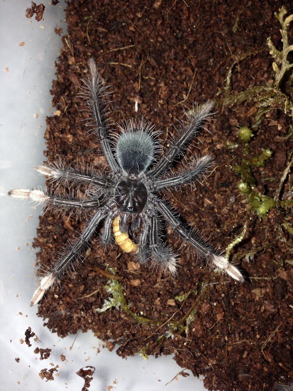 Feeding tarantula sale slings