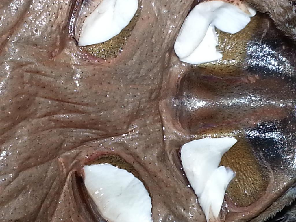 T. blondi male or female?