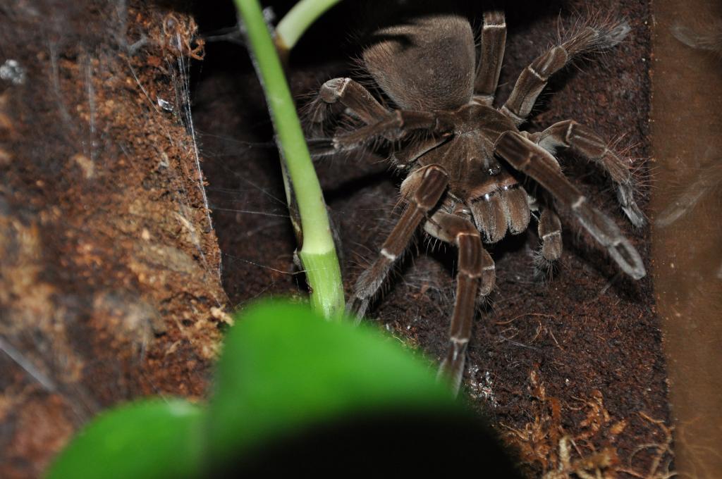 T. blondi or T. stirmi?