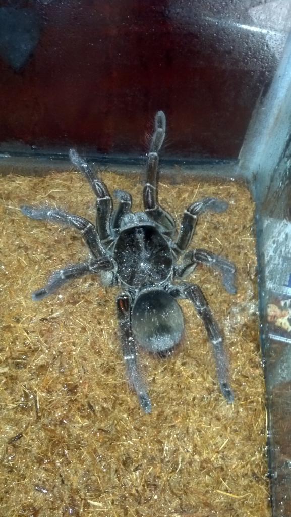 T.Blondi or T.Stirmi?