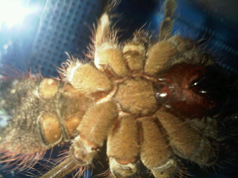 T.blondi Sexing