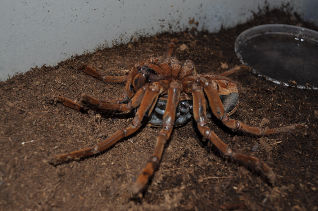 T. Blondi Shedding