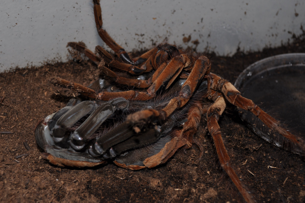 T. Blondi Shedding