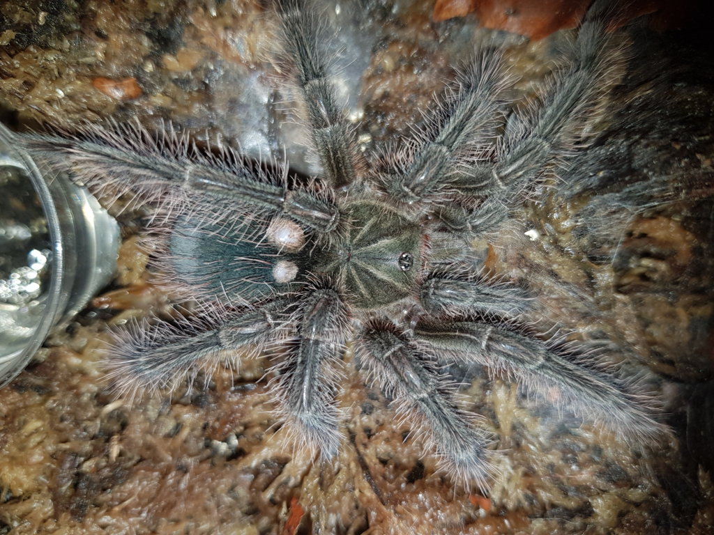 T blondi with two lumps after molt